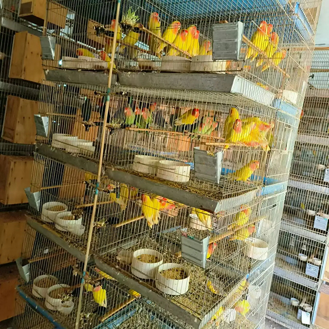 鸚鵡養(yǎng)殖展示